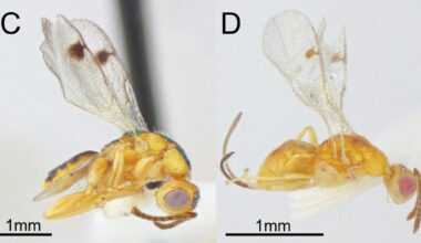 Bootanomyia dorsalis