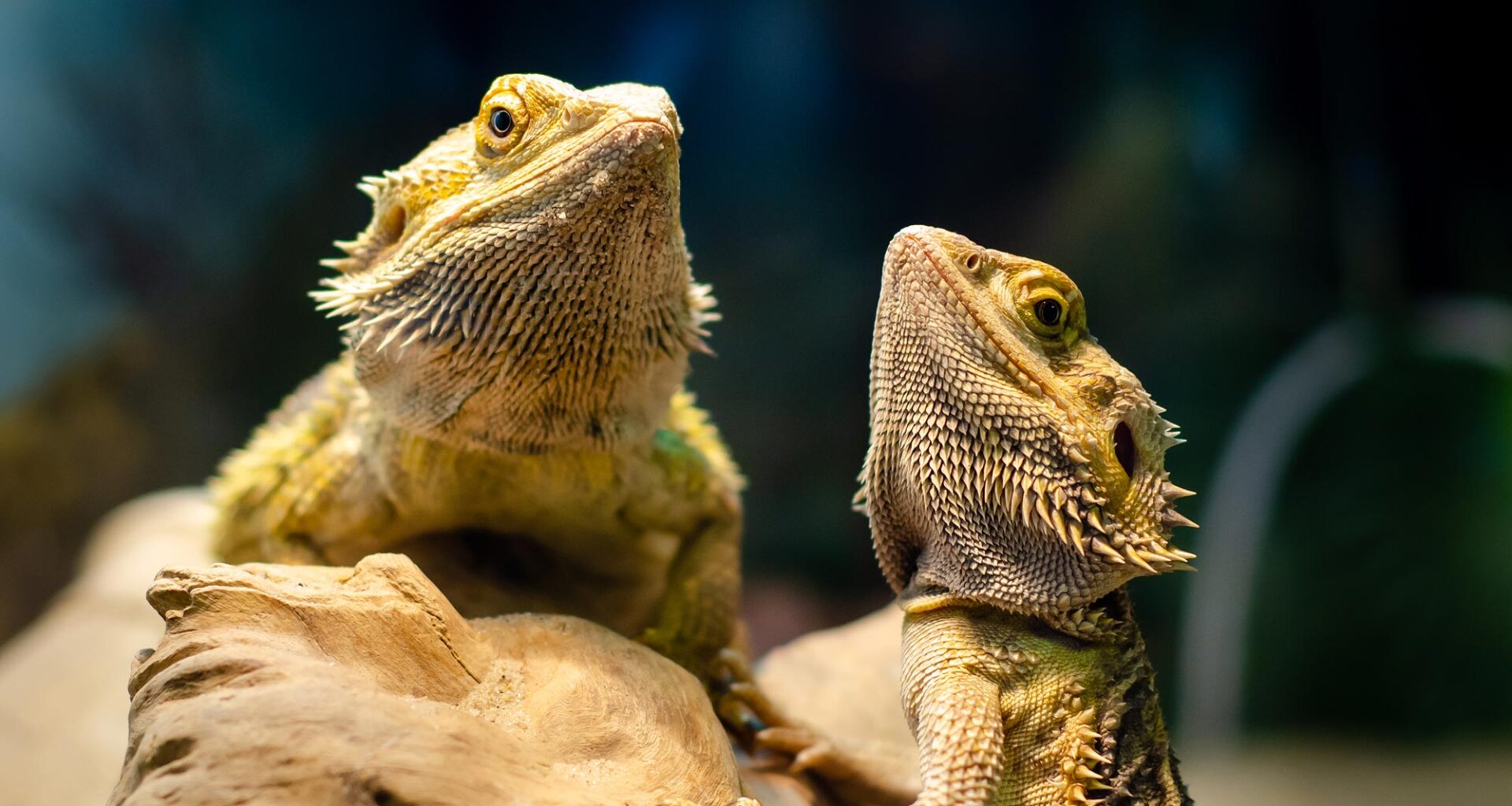 Central Bearded Dragons (Pogona vitticeps)
