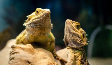 Central Bearded Dragons (Pogona vitticeps)
