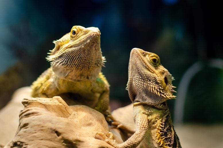 Central Bearded Dragons (Pogona vitticeps)