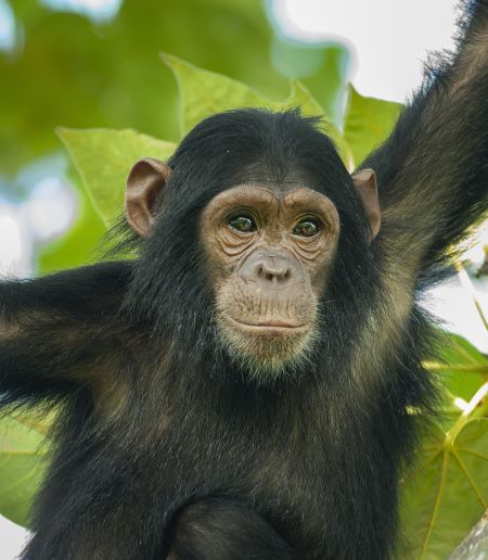 A chimpanzee in a tree.