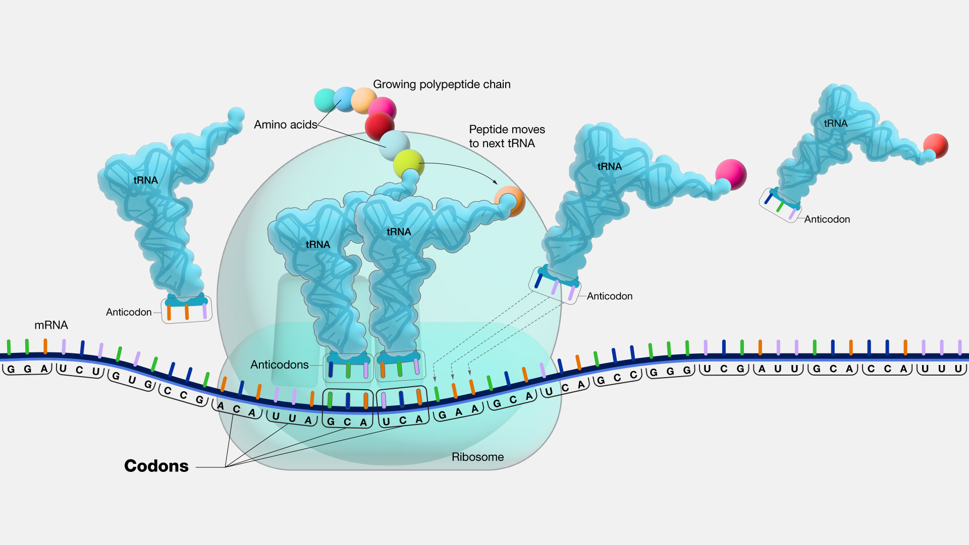 diagram showing a line of messenger RNA lined with notches representing nucleotides, grouped by brackets into threes. these triplets of nucleotides are labelled 'codons'. the mRNA and codons are passing through a ribosome, represented as a blue sphere, where the codons are being translated into anticodons, then amino acids, then proteins.