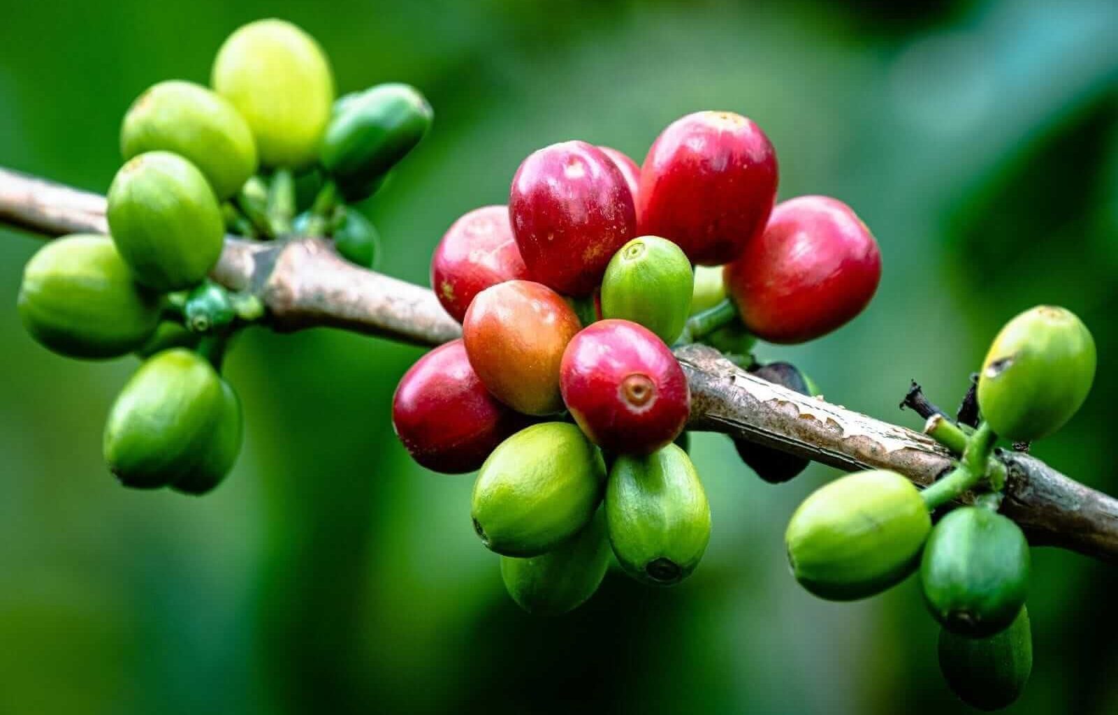 Below-Average Rainfall in Brazil Supports Arabica…