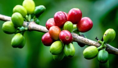 Below-Average Rainfall in Brazil Supports Arabica…