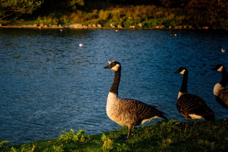 Three Canada geese stand on grassy ground near the edge of a blue lake, with more geese and greenery visible in the background under warm sunlight.