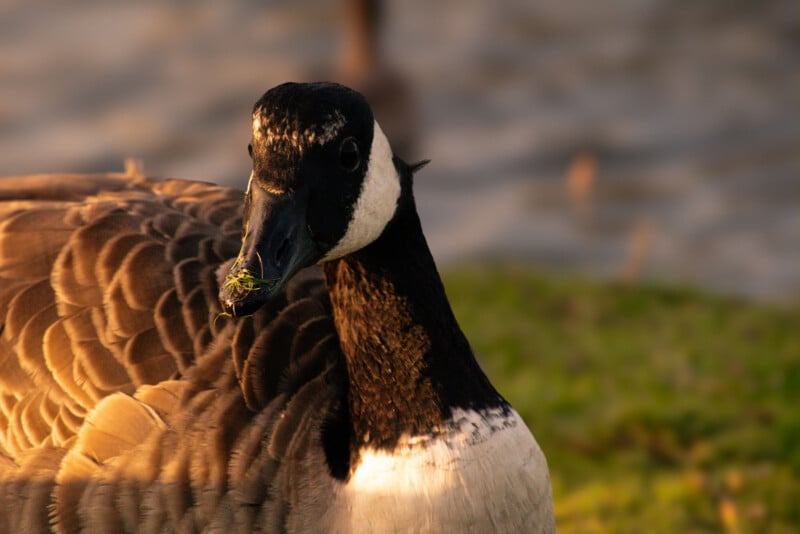 A close-up of a Canada goose standing on grass, lit by warm sunlight, with some green vegetation on its beak and a blurred background of water.