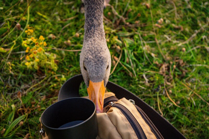 A goose investigates a beige bag and camera lens on green grass, its beak close to the bag as it curiously explores the items. Yellow flowers are visible in the background.