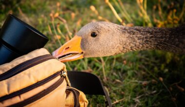 A curious goose inspects a tan camera bag with its beak, while standing on grass. The bag has a black camera lens sticking out of it.