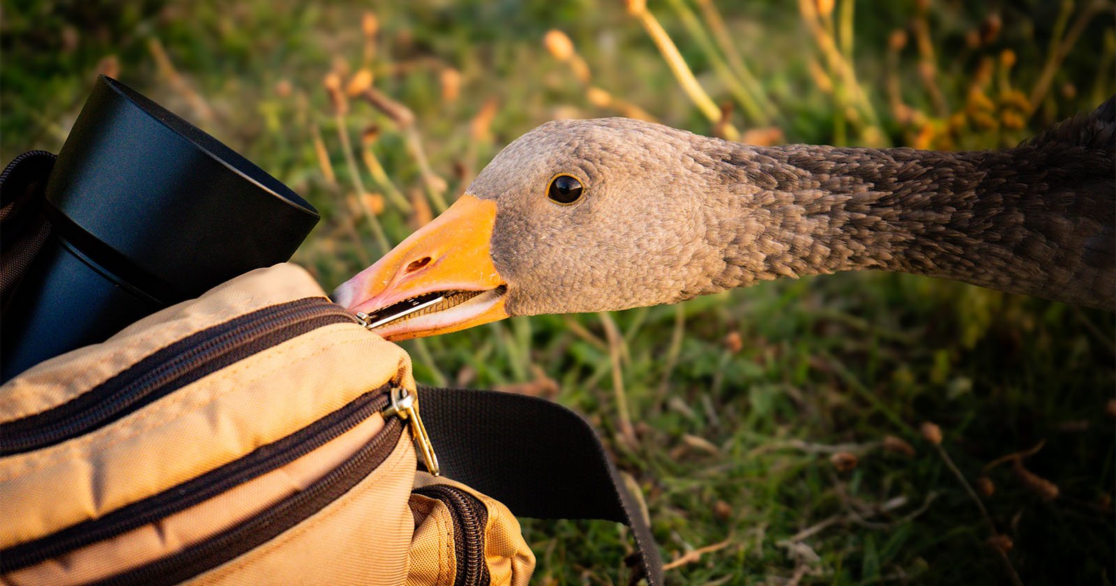 A curious goose inspects a tan camera bag with its beak, while standing on grass. The bag has a black camera lens sticking out of it.