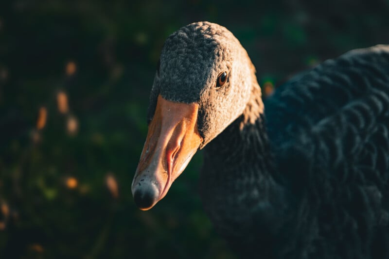 Close-up of a goose with dark feathers and an orange beak, facing the camera, with sunlight highlighting its face against a dark, blurred background.