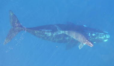 NZ right whales’ feeding zone south of Australia needs protection