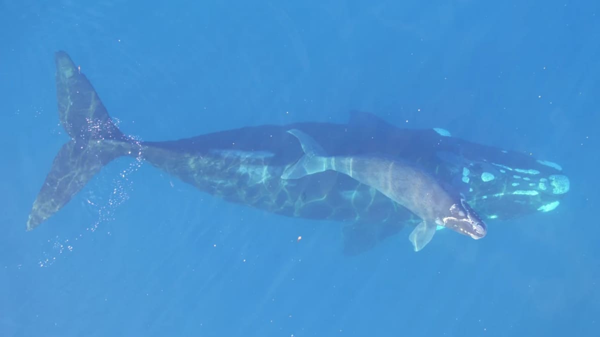 NZ right whales’ feeding zone south of Australia needs protection