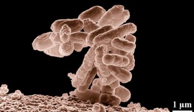 Low-temperature electron micrograph of a cluster of E. coli bacteria