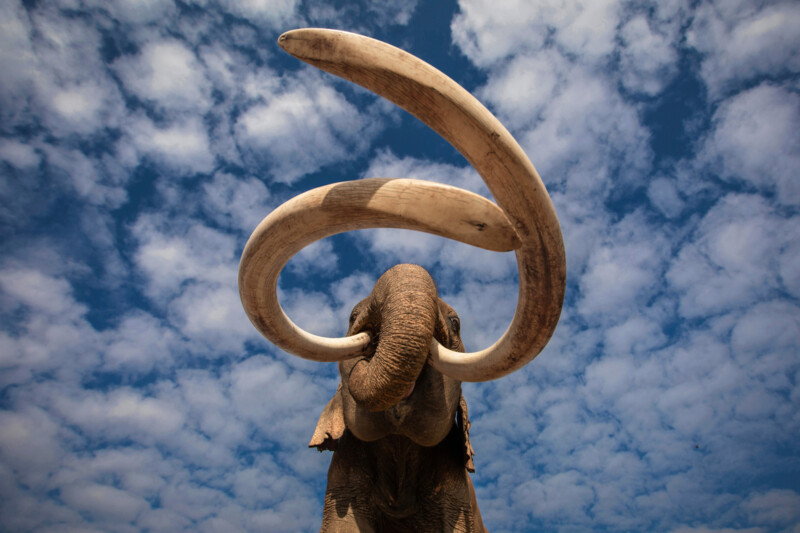 A low-angle view of an elephant with large, curved tusks stretching upward against a blue sky filled with scattered white clouds.