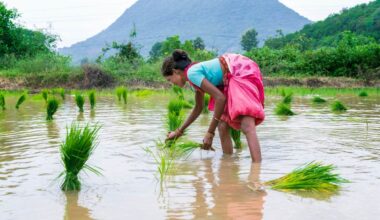 A rice farmer plants seedlings in a flooded field.