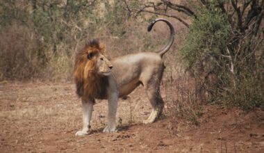 Wild Video Shows Baboons Hiding From Lions in Unlikely Place