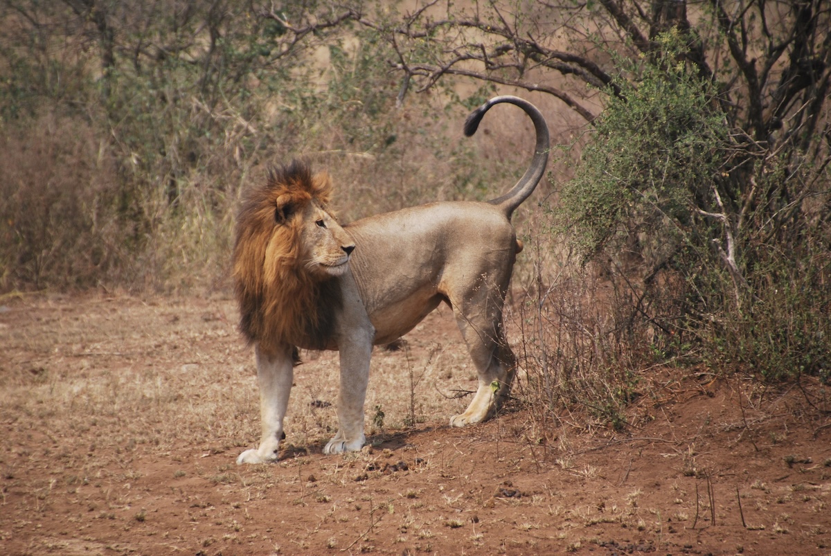 Wild Video Shows Baboons Hiding From Lions in Unlikely Place