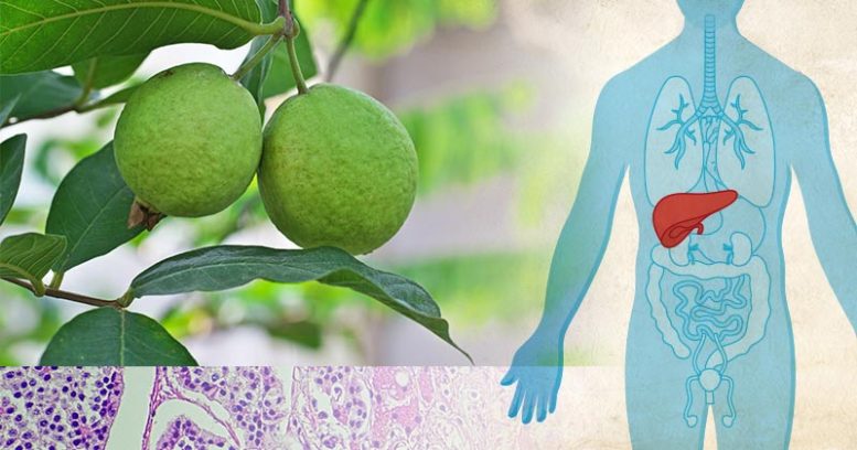 Guava Fruit and Illustration of the Human Liver