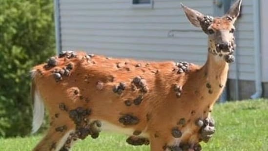 Strange tumor-like growths, termed deer warts, are appearing on deer in the U.S., alarming wildlife experts.(X)