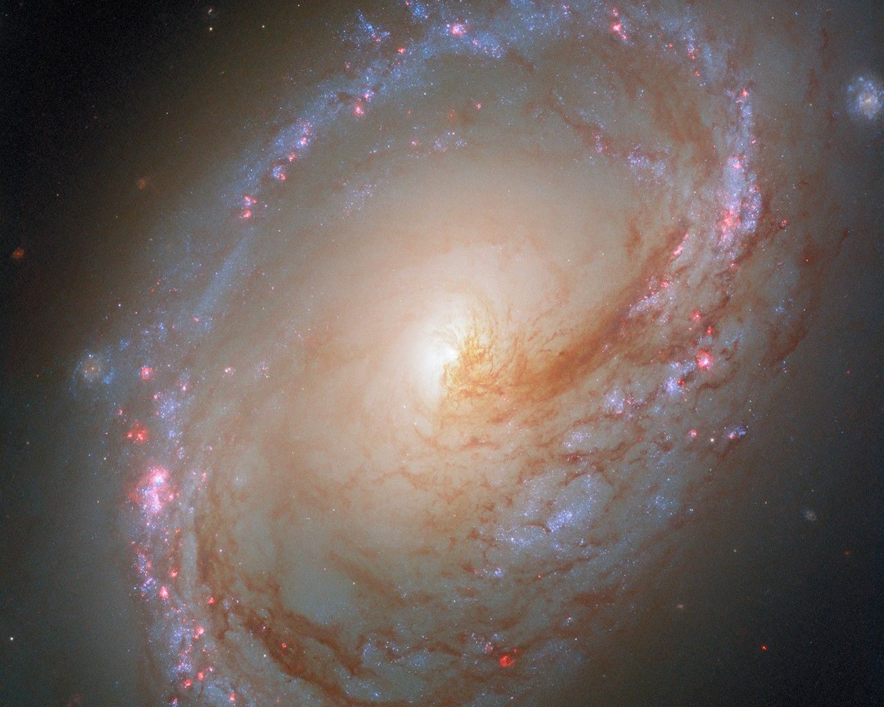 A spiral galaxy, tilted nearly face-on to us, with a slightly unusual shape. Its spiral arms form an oval-shaped ring around the galaxy’s disk, filled with blue light from stars, as well as pink glowing gas bubbles where new stars are forming. Threads of dark red dust swirl around the brightly glowing core, blocking some of its light. The dust lanes extend into and follow the spiral arms.
