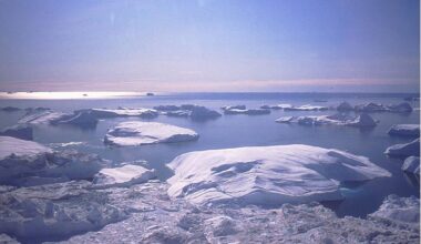 Icebergs in Disko Bay