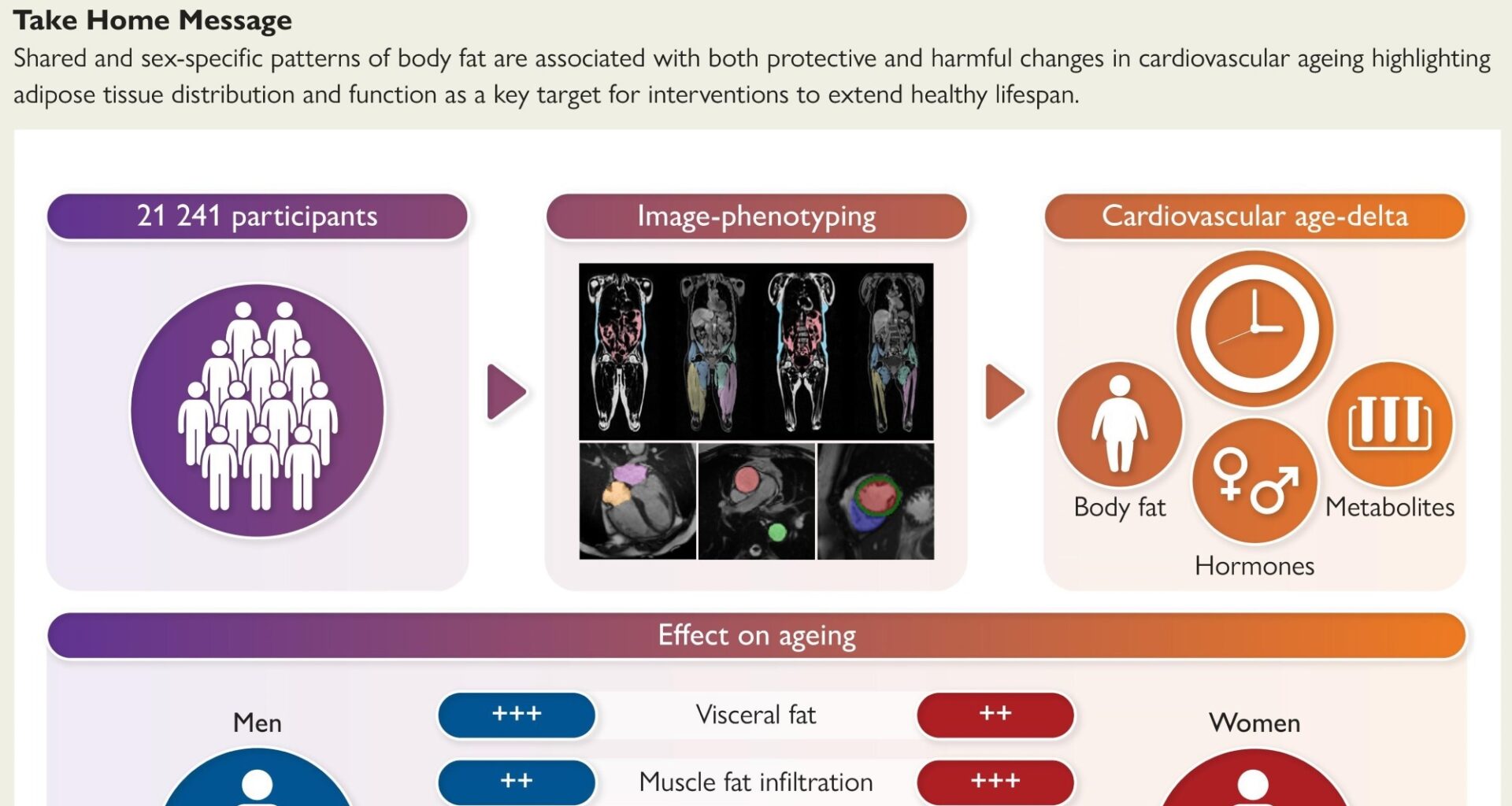 Fat location, not BMI, drives heart ageing risk in men and women