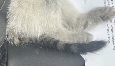 Rose of Tralee host Kathryn Thomas rescues injured cat in Kerry...and calls her Rose