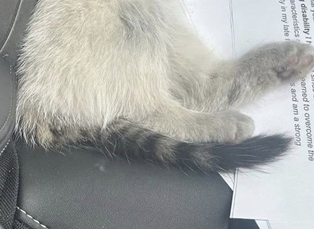 Rose of Tralee host Kathryn Thomas rescues injured cat in Kerry...and calls her Rose