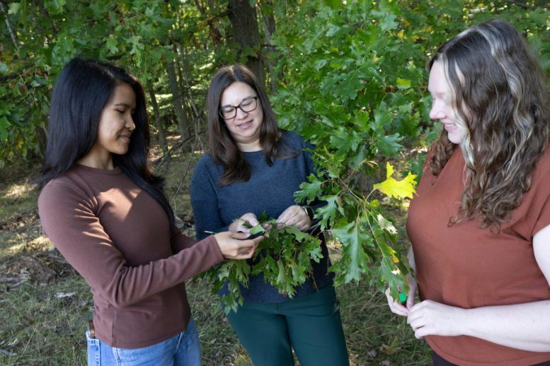 Kirsten Prior, Rosebelle Ines and Aly Milks Collect Oak Galls