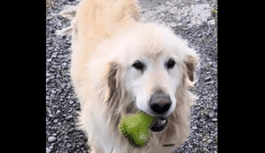 Lost Dog: Can you help get ‘Lucky’ back home?