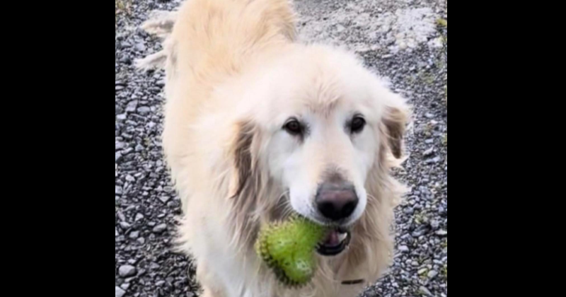 Lost Dog: Can you help get ‘Lucky’ back home?
