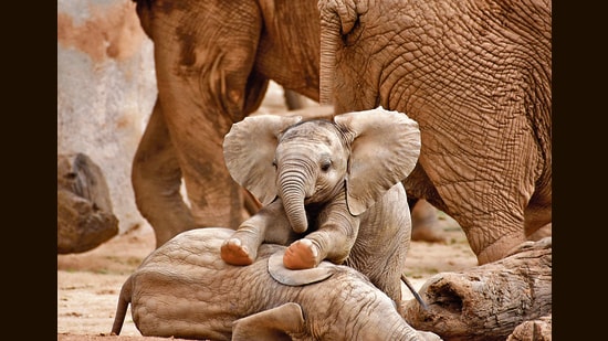 MAMA?: Research has shown that elephants respond to the unique calls family groups use for specific individuals. (Adobe stock)