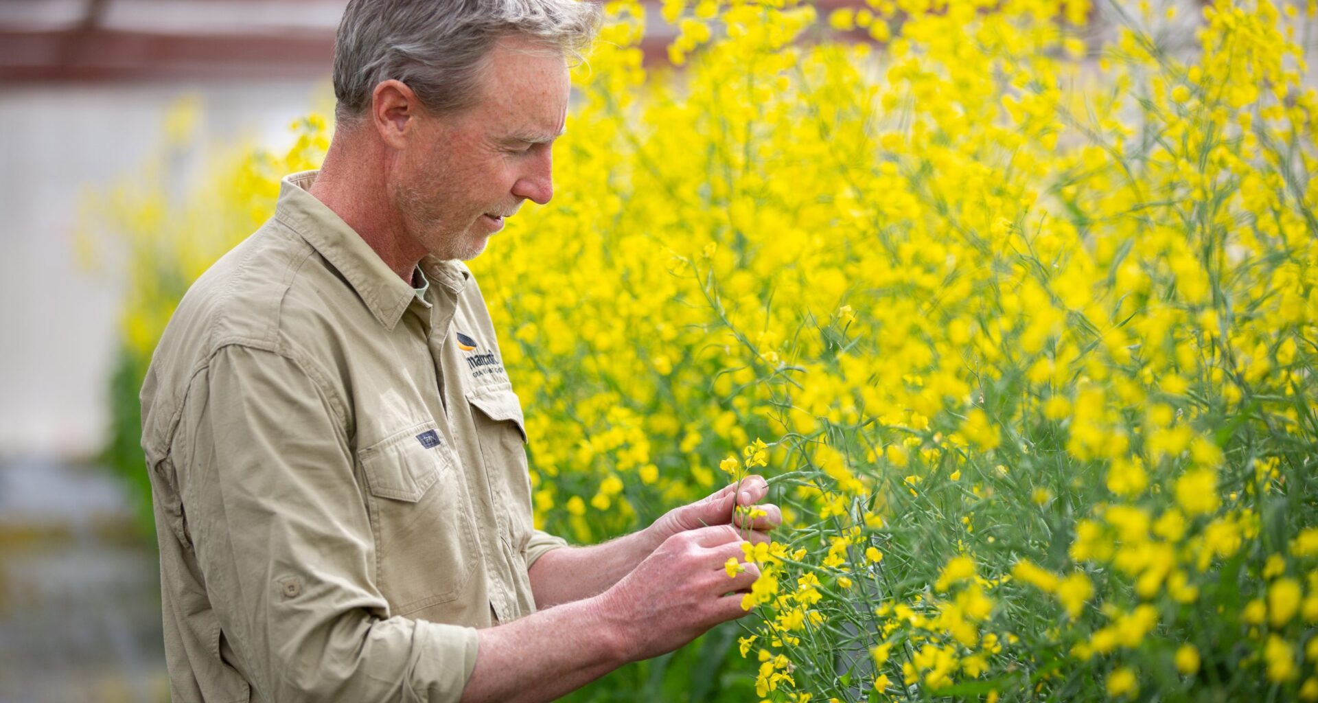 Fungicide use may be placing canola production at risk
