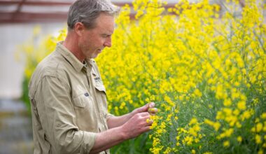 Fungicide use may be placing canola production at risk