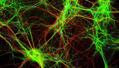 Signaling mechanisms driving olfactory neurogenesis in zebrafish
