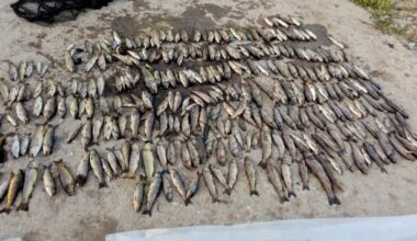 Fish stocks could take 10 years to recover on Blackwater as anglers estimate more than 40,000 killed – The Irish Times