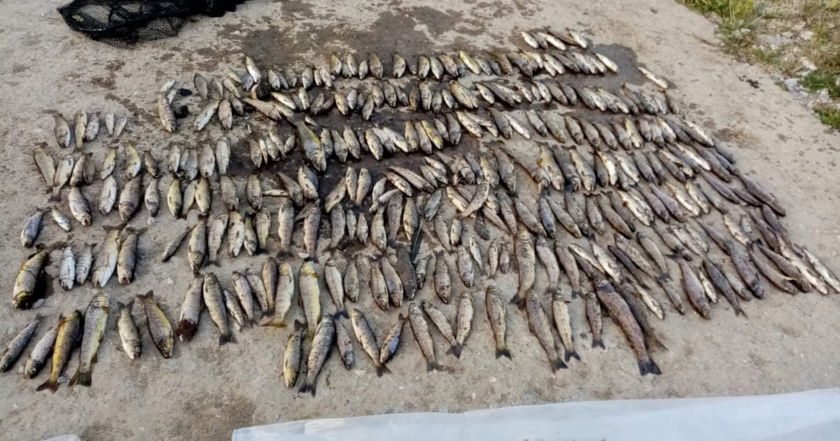 Fish stocks could take 10 years to recover on Blackwater as anglers estimate more than 40,000 killed – The Irish Times