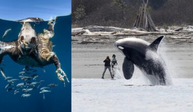 On the left, a sea turtle swims near the surface with small fish below. On the right, an orca leaps from the water close to a beach, where two people stand on the shore with driftwood and trees in the background.