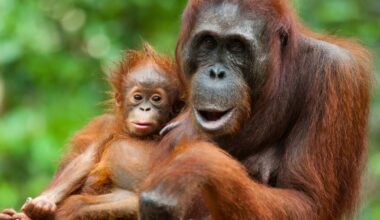Local Communities Protecting Millions of Acres of Orangutan Habitat Beyond Nat. Park Boundaries
