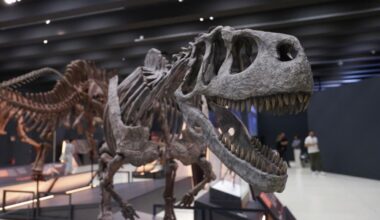 Paleontologists discover dinosaur-era crocodile in Patagonia