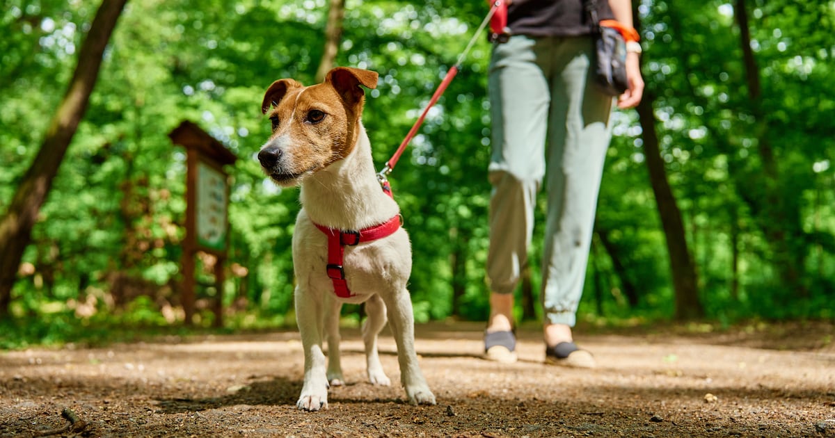 Good news for those who don’t complete 10,000 steps a day – The Irish Times