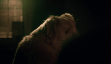 'Good Boy' Getting an Expanded Theatrical Release After Massive Trailer Viewership