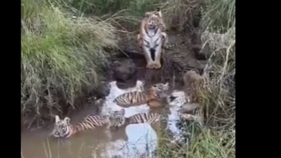 A mother tiger kept a vigilant eye as her young cubs enjoyed the water.(X/@susantananda3)
