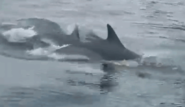 Watch: ‘Massive pod’ of dolphins swimming at Horn Head!
