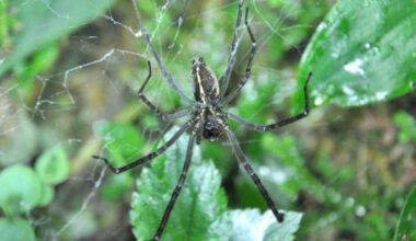 Spiders Hijack Fireflies to Create Devious Glowing Death Traps