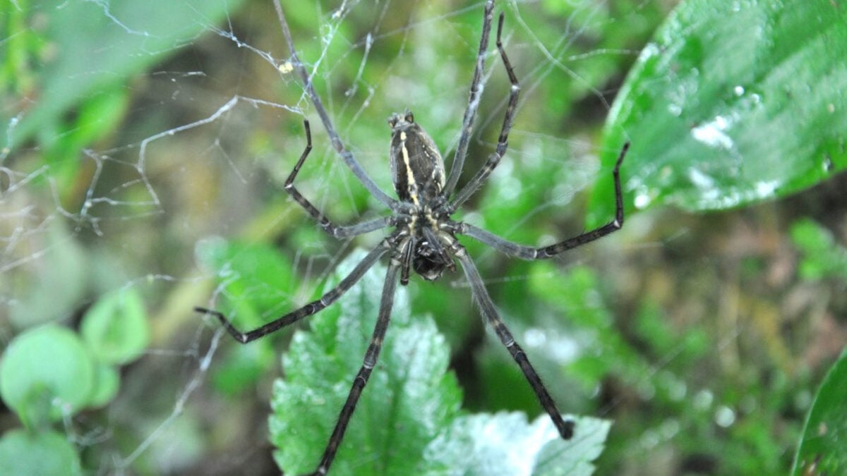 Spiders Hijack Fireflies to Create Devious Glowing Death Traps