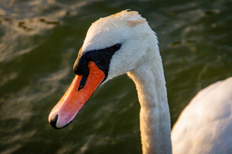 A close-up of a white swan with water droplets on its head and neck, showing its orange beak and black facial markings, against a blurred greenish water background.