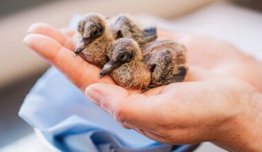 Zoo Experts Hatch Eight Rare Dove Chicks in Bid to Save Extinct Species