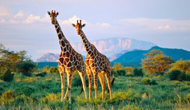 Turns Out Giraffes Aren’t One Species—They’re Actually Four