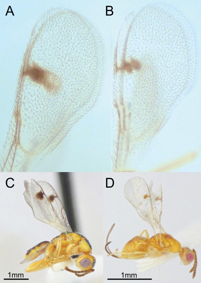 Two Species of Bootanomyia dorsalis Wasps
